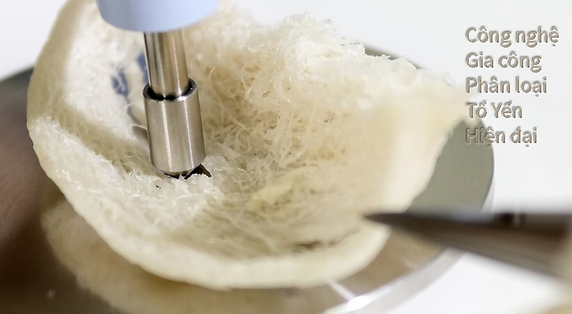 Tổ yến được chọn lọc dùng cho sản xuất.